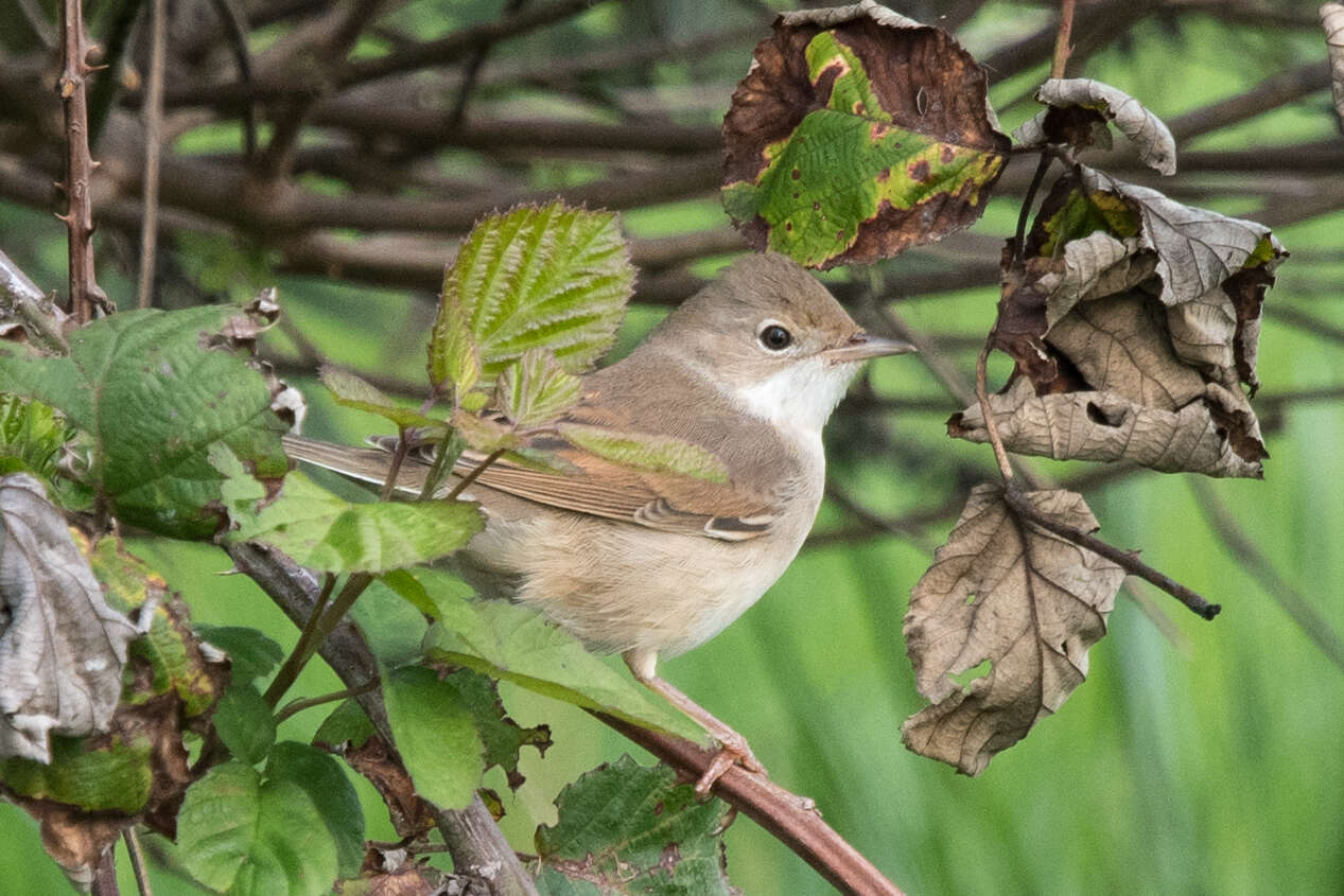 Image of Common Whitethroat