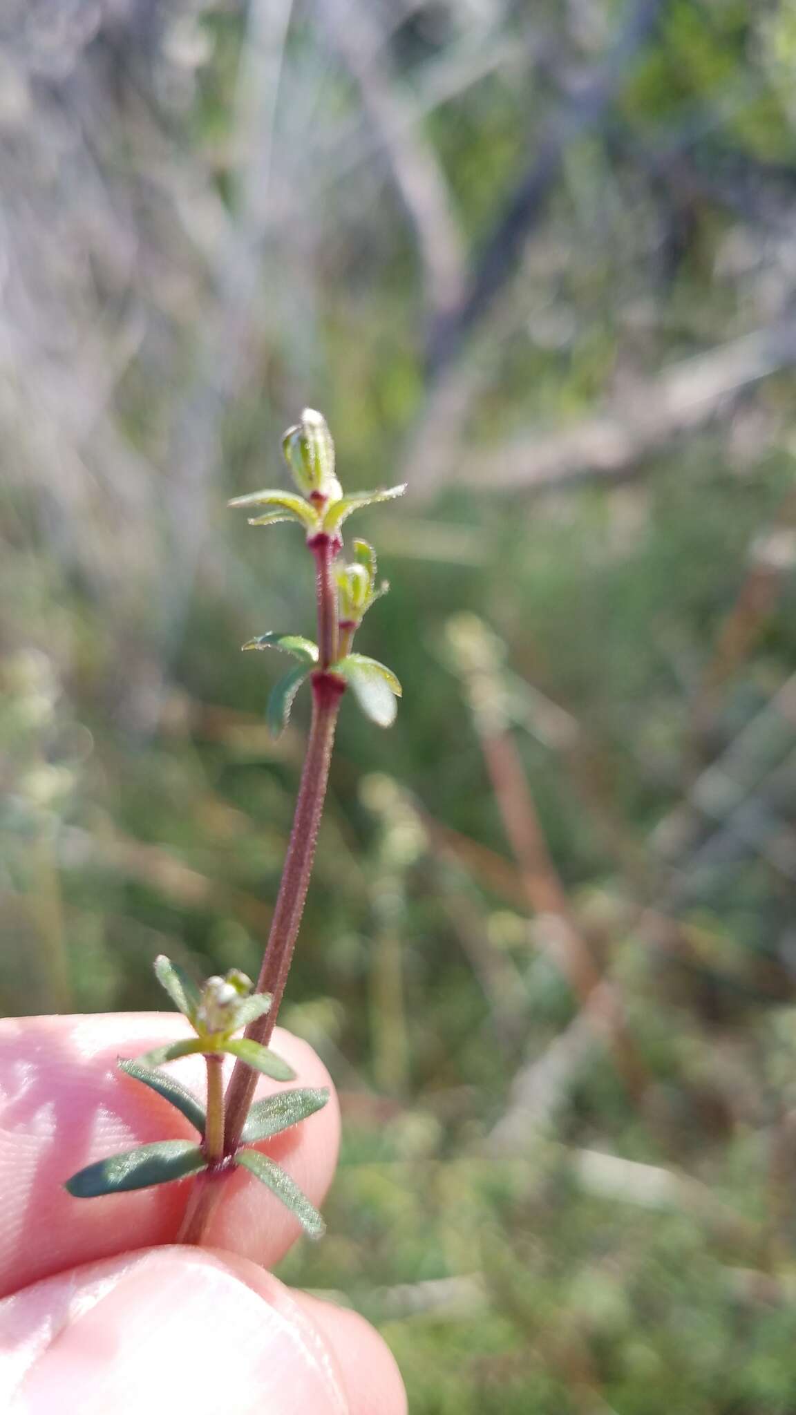 Image of graceful bedstraw