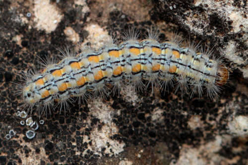 Image of Eilema palliatella (Scopoli 1763)