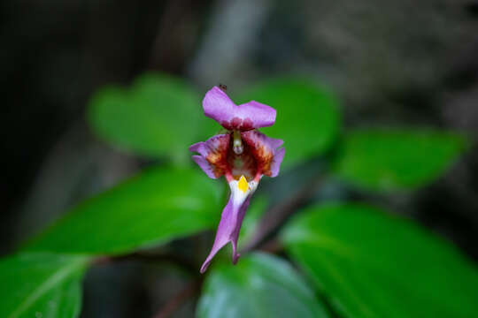 Imagem de Impatiens bonii Hook. fil.