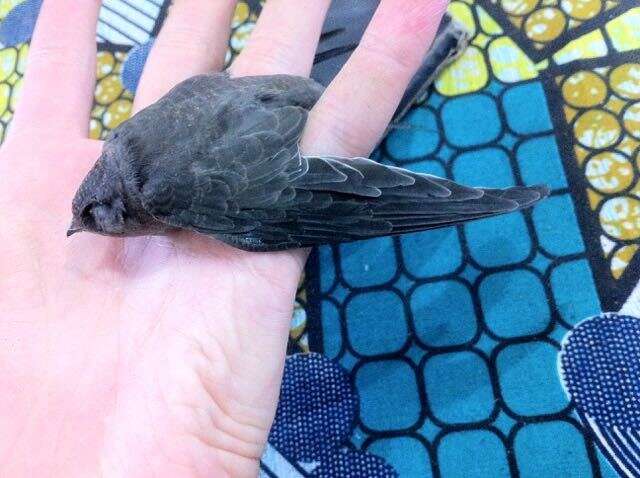 Image of African Palm Swift