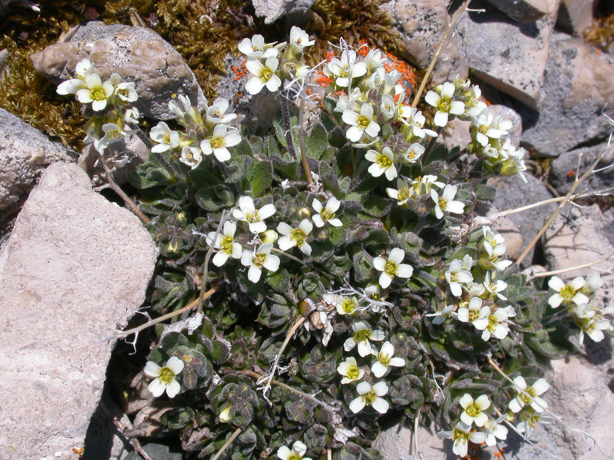 Image of grayleaf draba