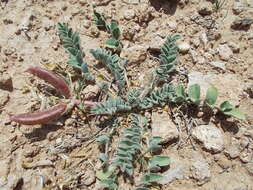 Imagem de Astragalus holmgreniorum R. C. Barneby