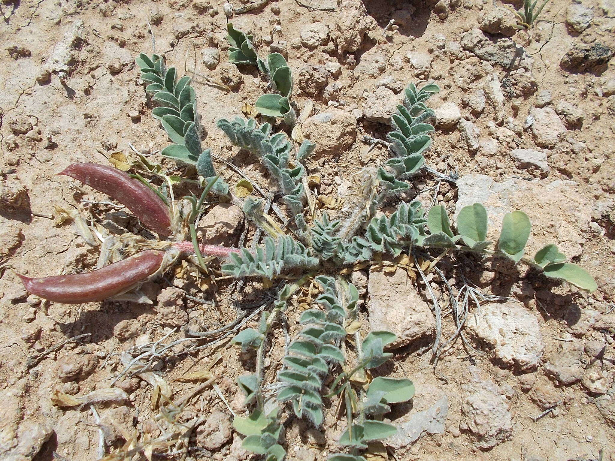 Image of Paradox milkvetch