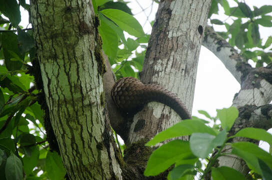 Image of tree pangolin