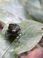 Image of Chrysesthes tripunctata (Fabricius 1787)