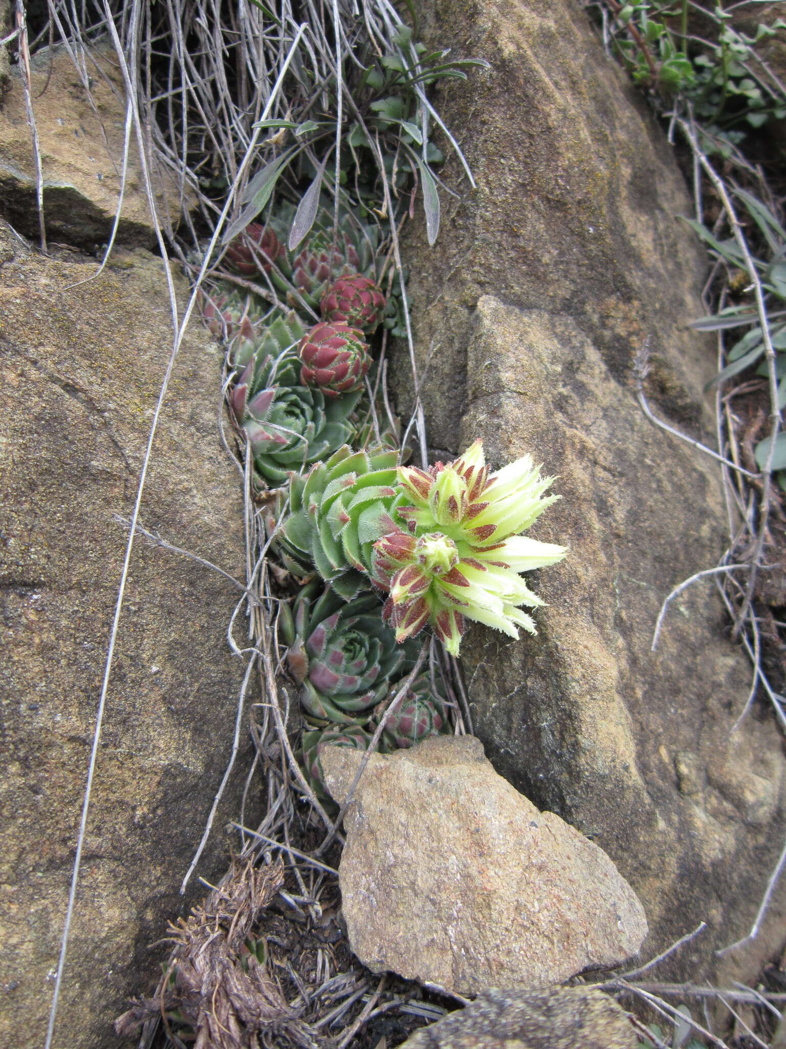 Image of Sempervivum globiferum subsp. hirtum (L.) H.