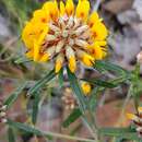 صورة Pultenaea rosmarinifolia Lindl.