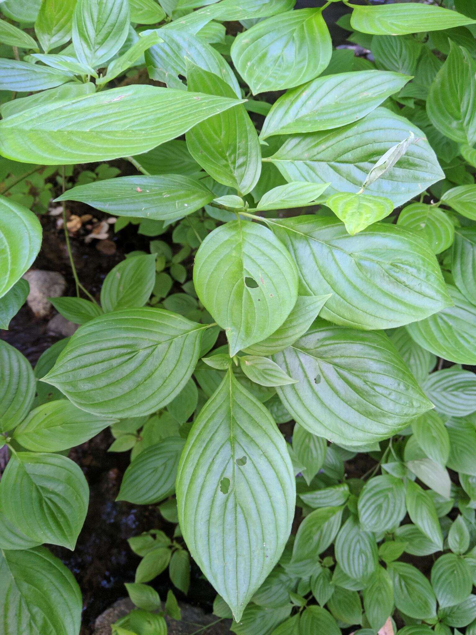 Image of blackfruit dogwood