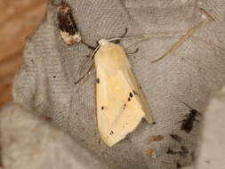 Image of Spilosoma lutea Hüfnagel 1766