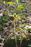 Слика од Osmunda japonica Thunb.