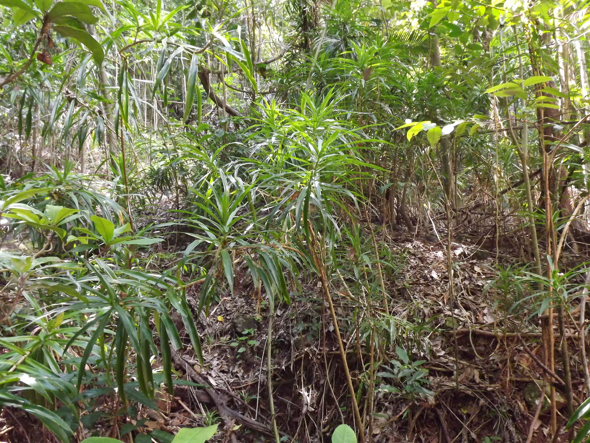 Слика од Dracaena angustifolia (Medik.) Roxb.