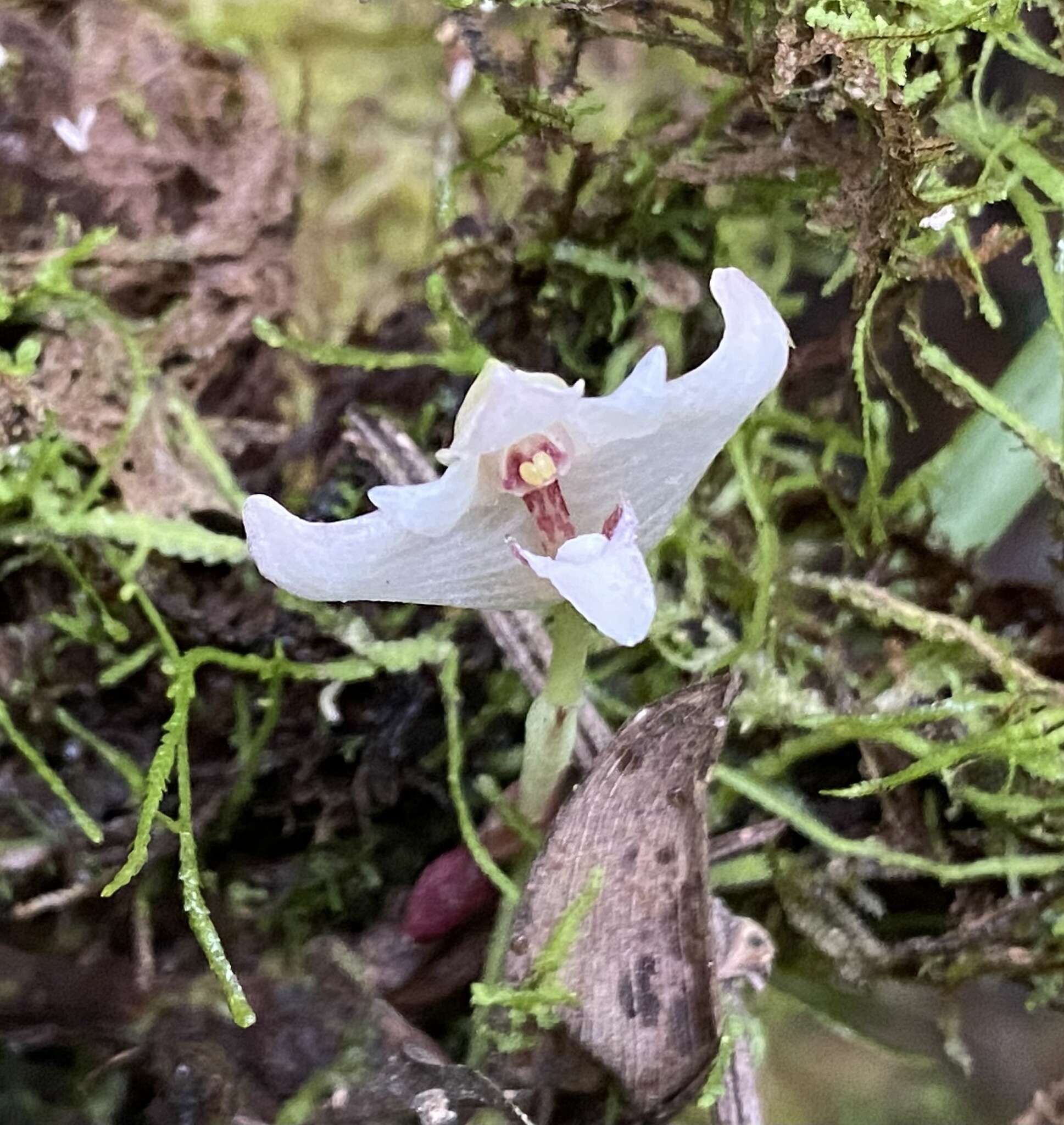 Image of Maxillaria angustissima Ames, F. T. Hubb. & C. Schweinf.