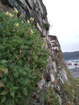 Imagem de Linaria polygalifolia subsp. aguillonensis (García Mart.) S. Castroviejo & E. Lago