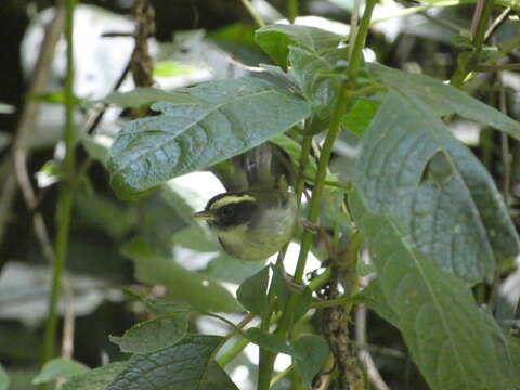 Image of Black-cheeked Warbler