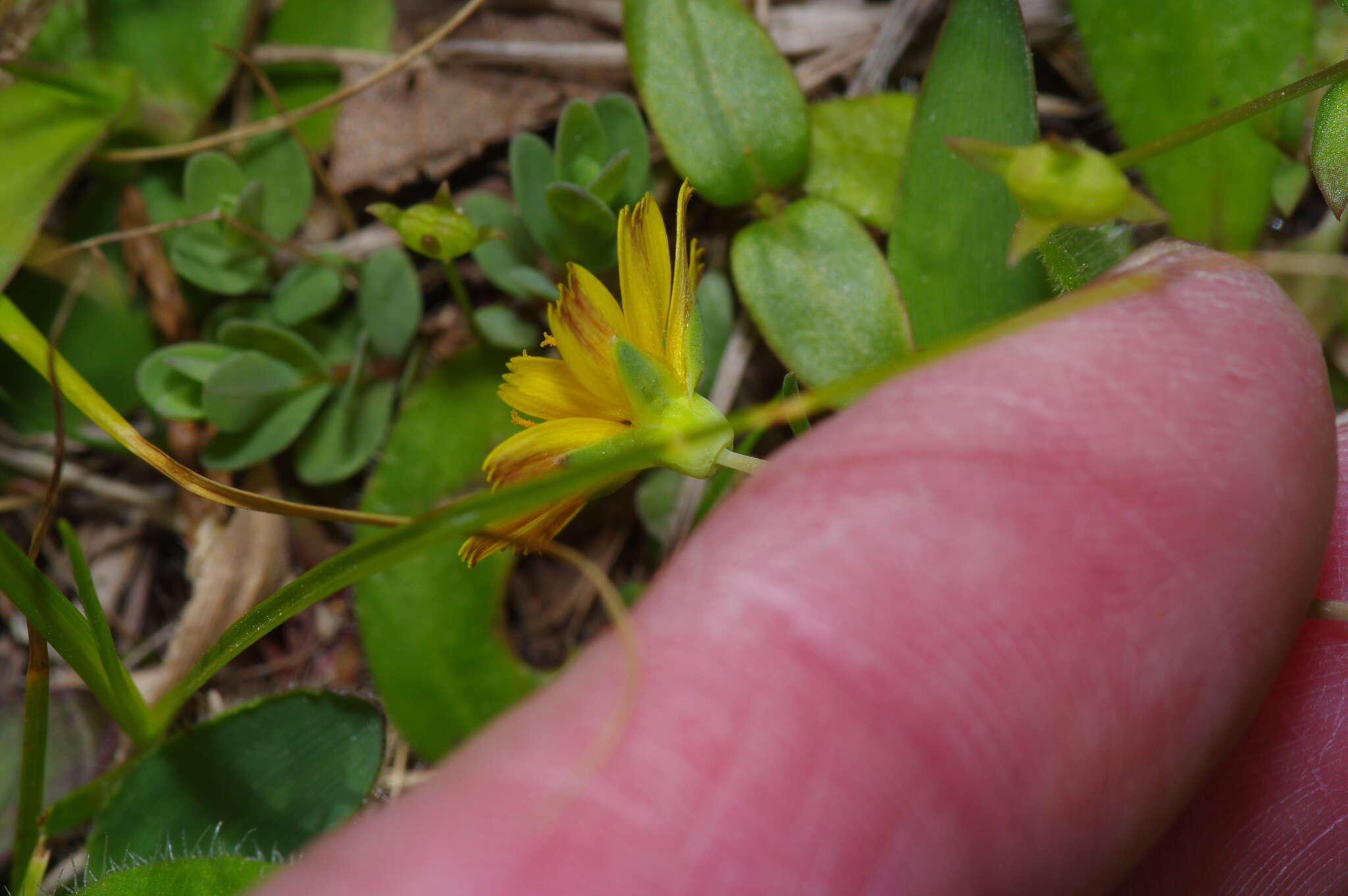 Image of western dwarfdandelion