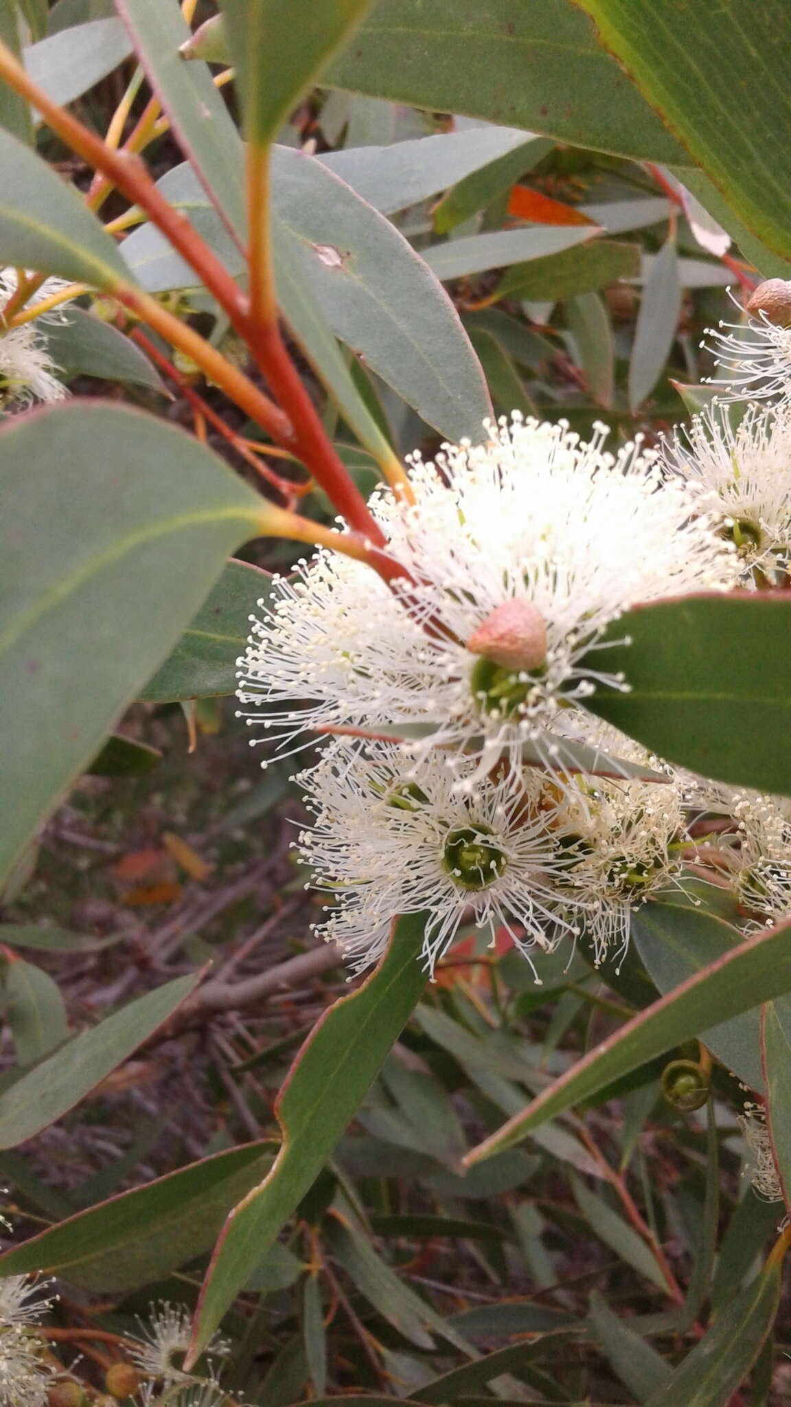 Imagem de Eucalyptus diversifolia subsp. diversifolia