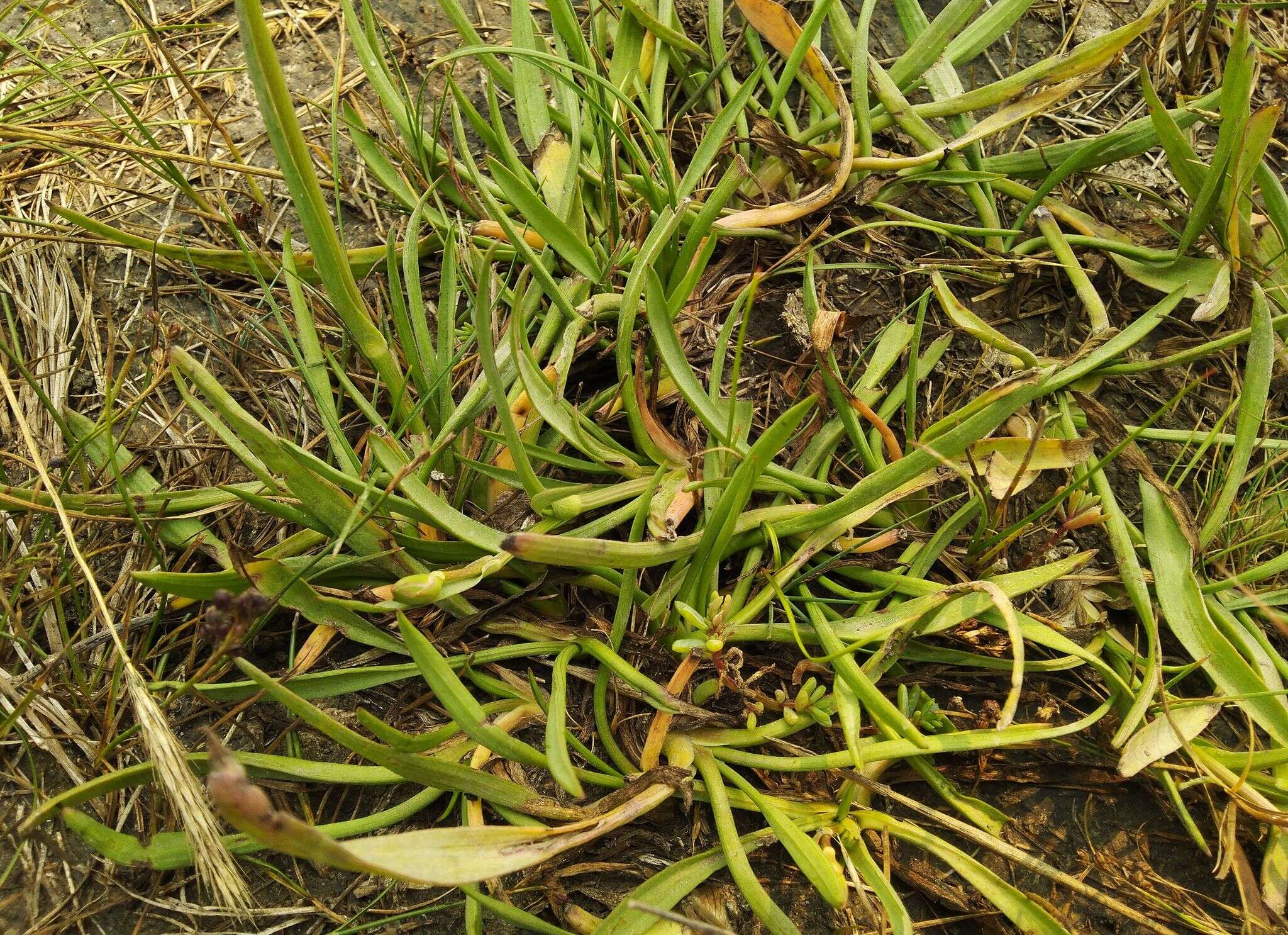 Image of Scorzonera parviflora Jacq.