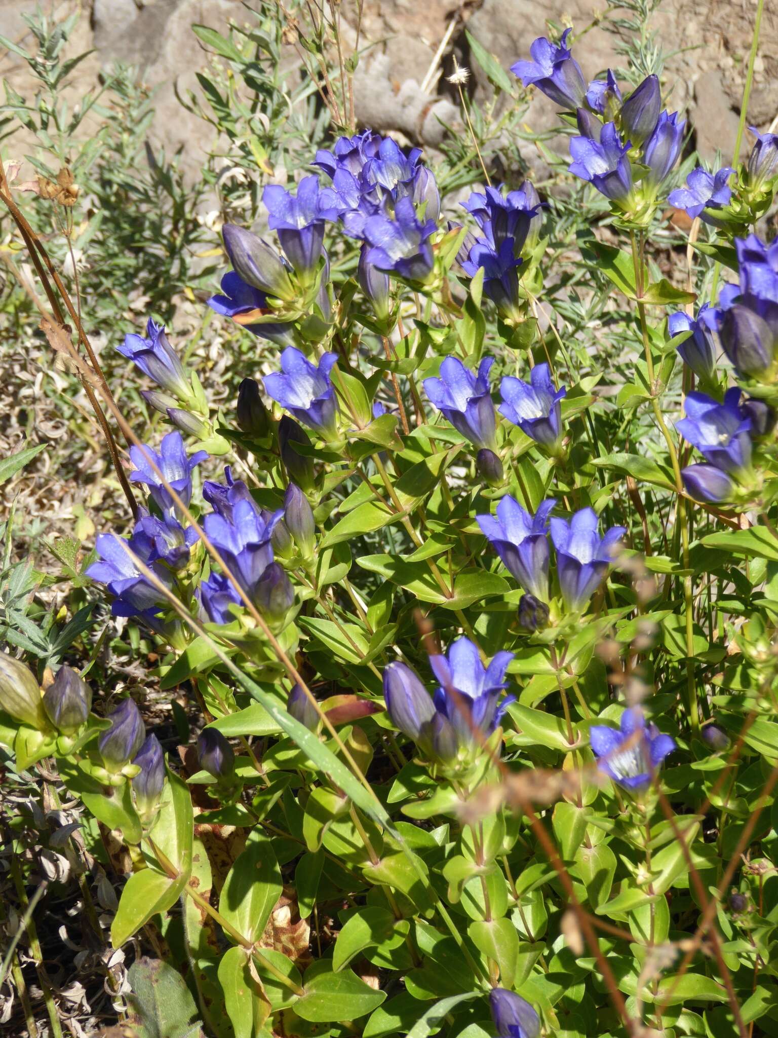 Image of Bog Gentian