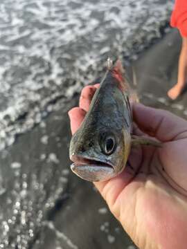 Image of Bigmouth leatherjacket