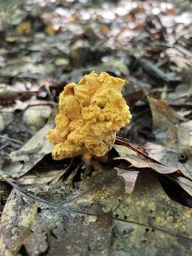 Image of Cantharellus flavolateritius Buyck & V. Hofst. 2016