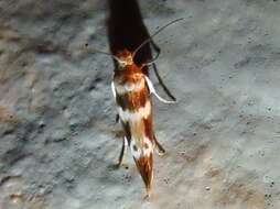 Image of Banded Scythris