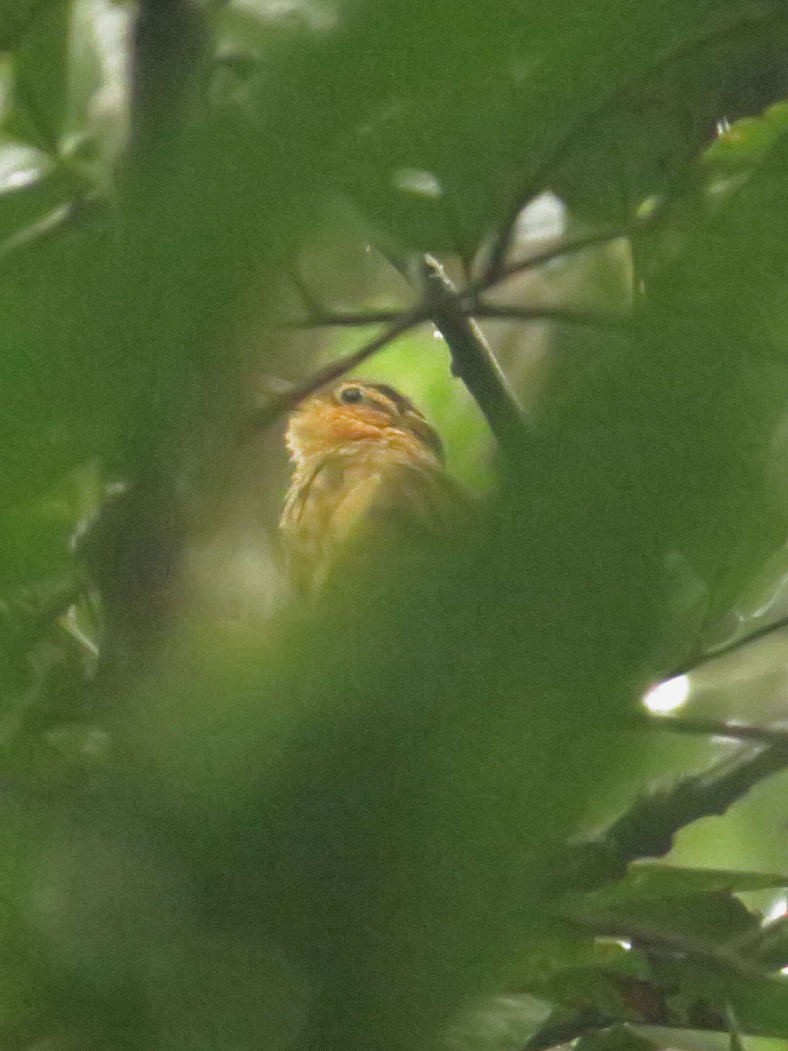 Image of Buff-throated Foliage-gleaner