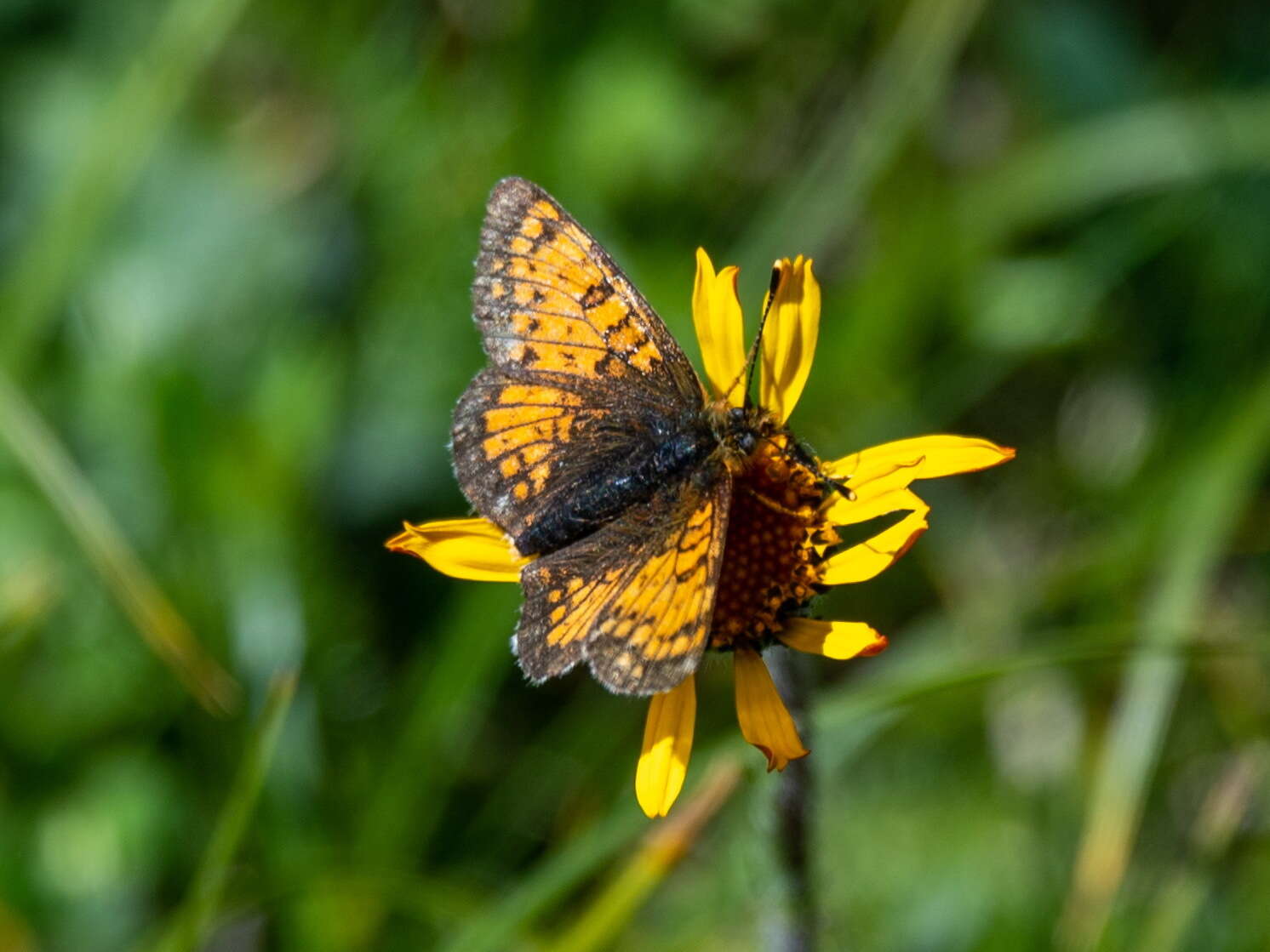 Plancia ëd Melitaea arcesia Bremer 1861