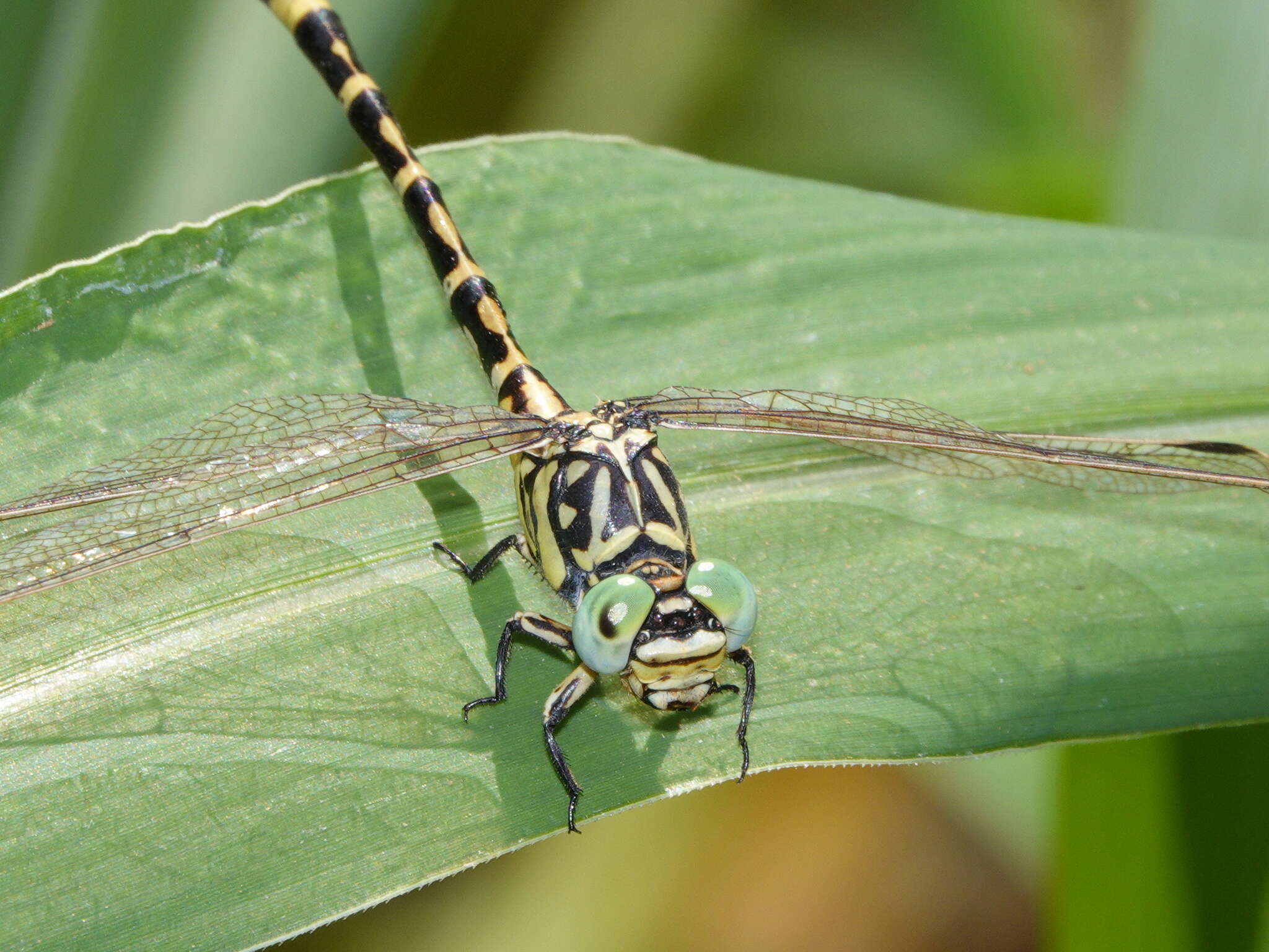 صورة Antipodogomphus proselythus (Martin 1901)