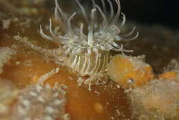 Image of San francisco anemone