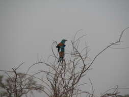 Image of Abyssinian Roller