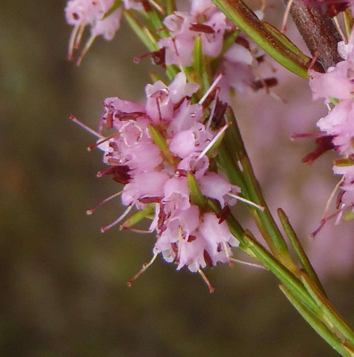 Image of Erica rosacea subsp. rosacea