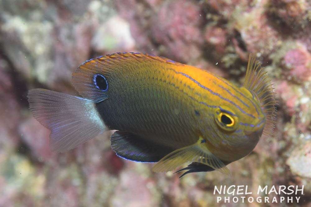 Image of Speckled damsel