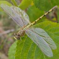 Imagem de Paragomphus lineatus (Selys 1850)