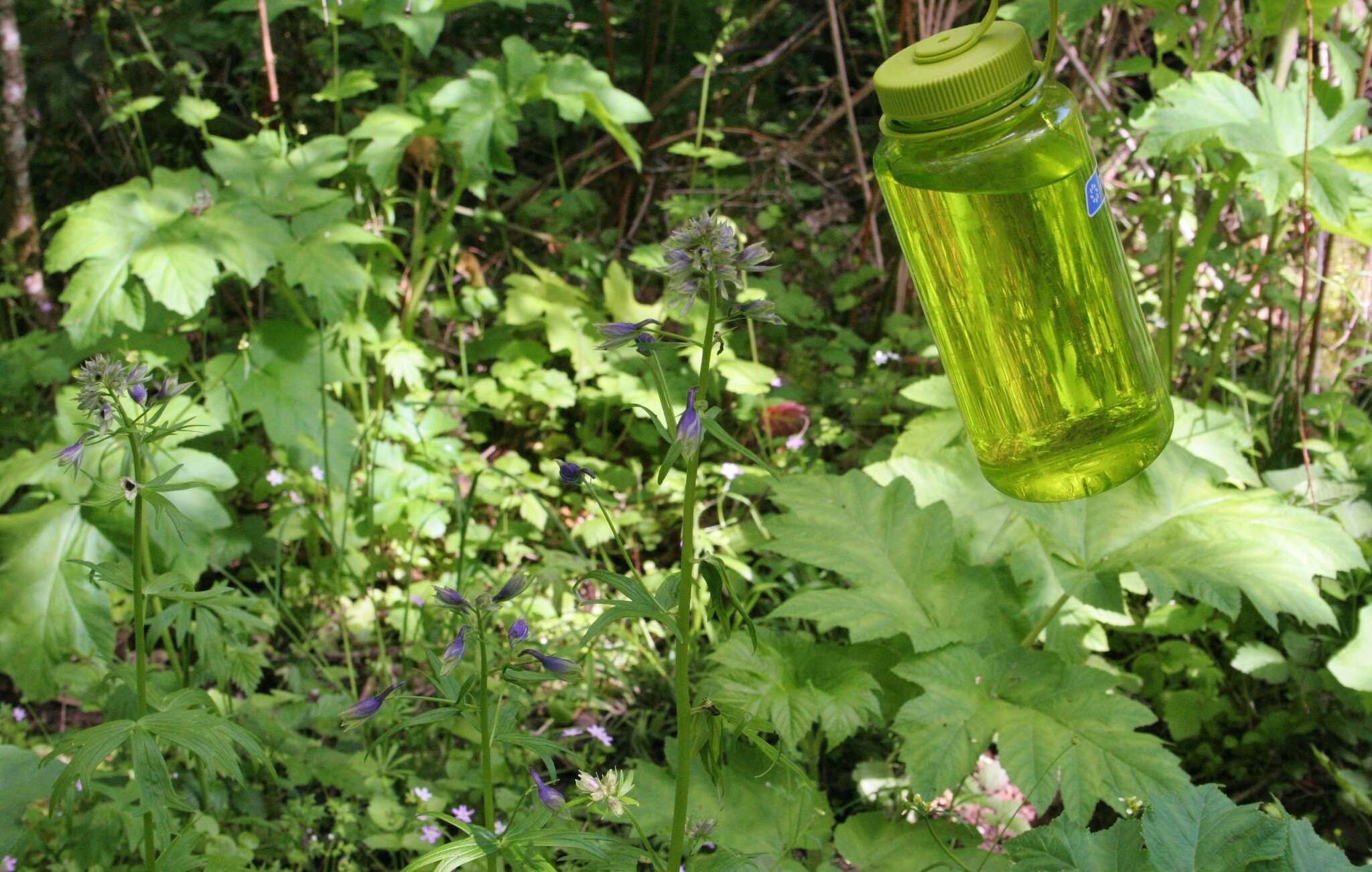 Image of Columbian larkspur