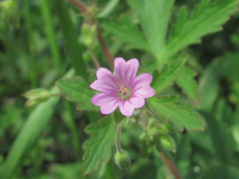 Imagem de Geranium divaricatum Ehrh.