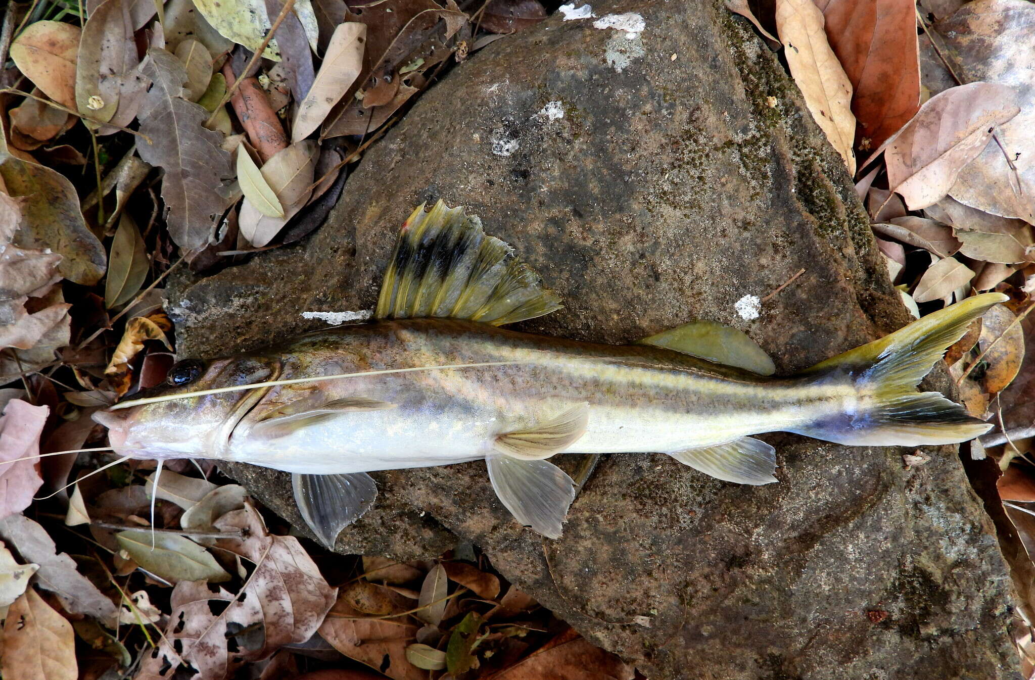 Image of Ornate Pimelodus