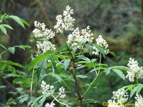 Image of red elderberry