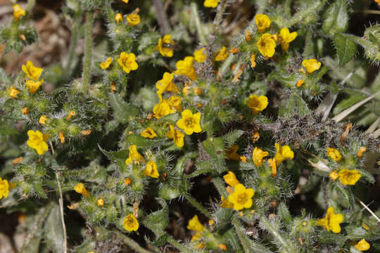 Слика од Amsinckia tessellata A. Gray