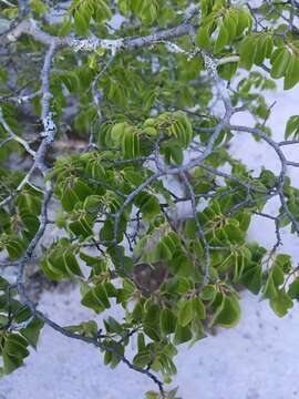 Plancia ëd Diospyros tropophylla (H. Perrier) G. E. Schatz & Lowry