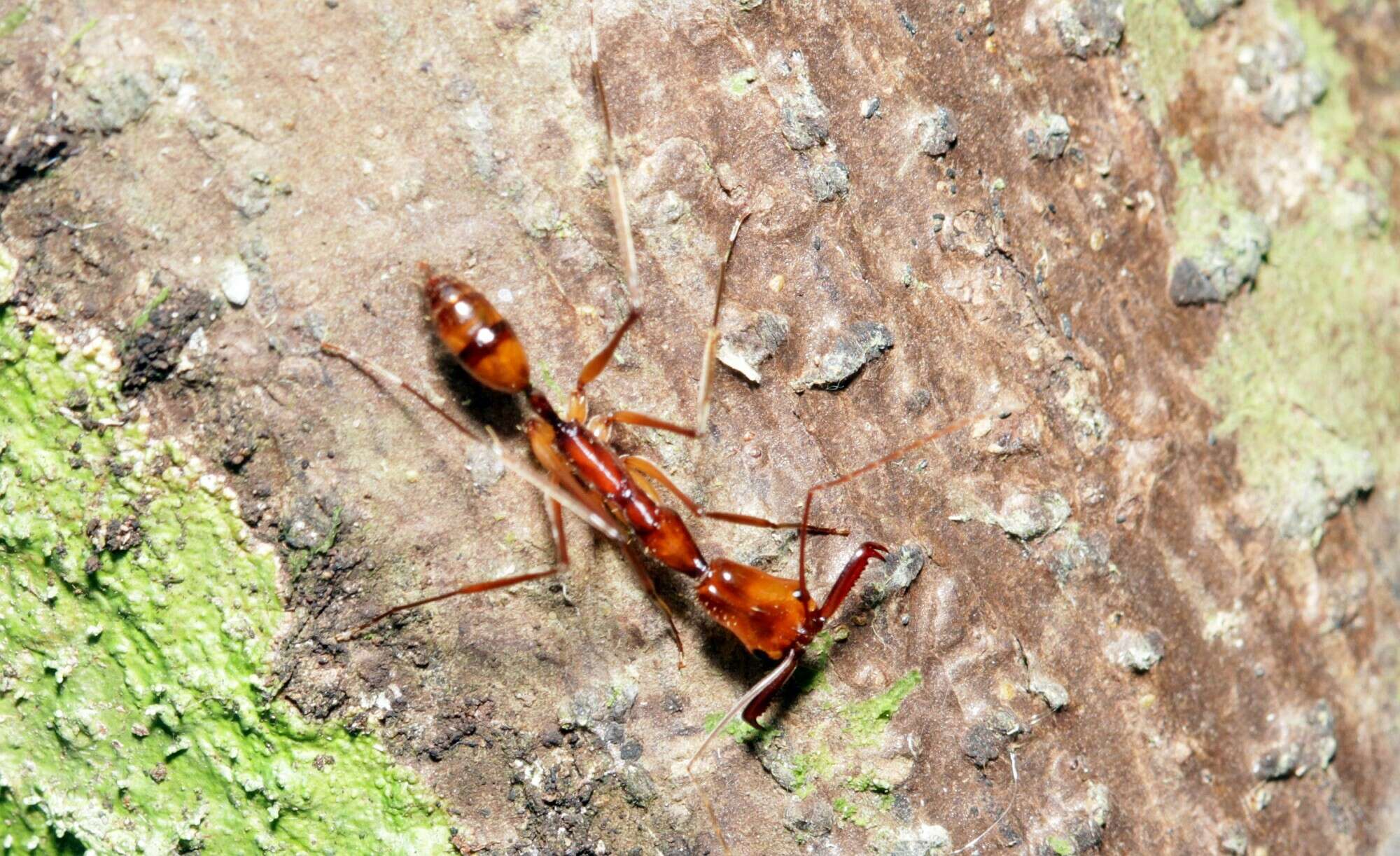 Image of Odontomachus hastatus (Fabricius 1804)