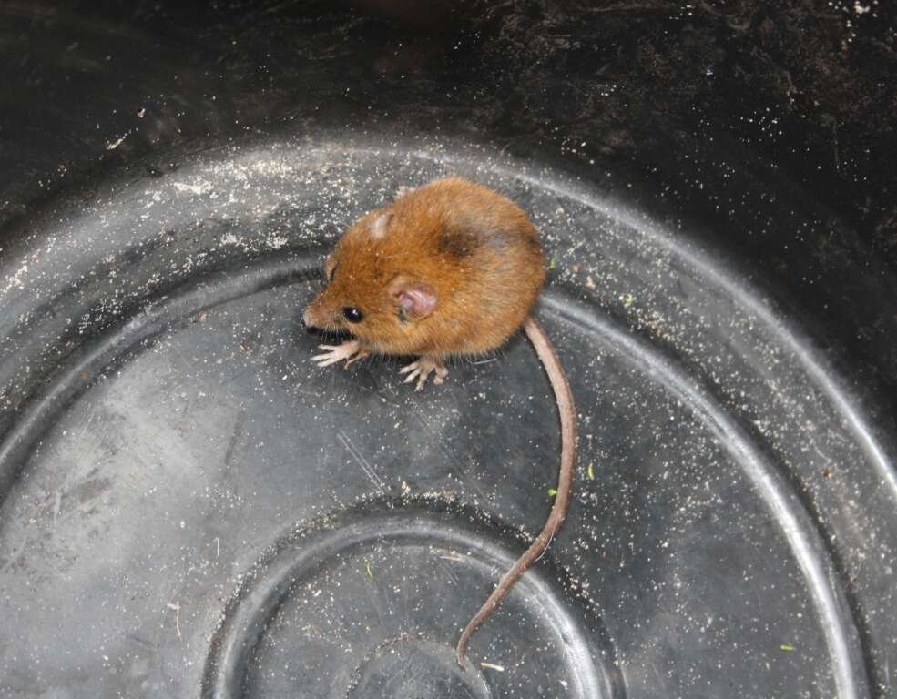 Image of Brants's African Climbing Mouse -- Brant's Climbing Mouse