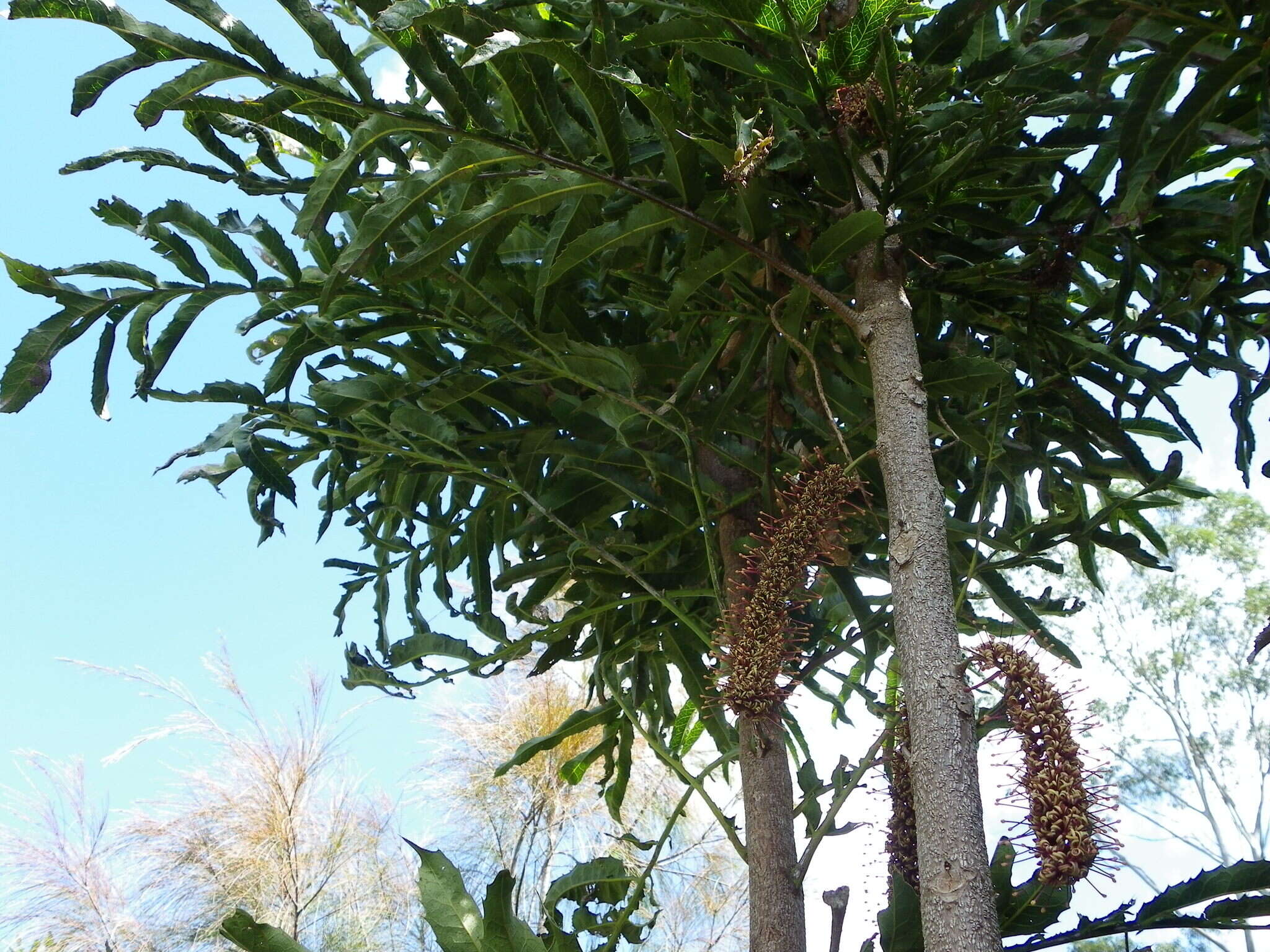 Image of Hicksbeachia pinnatifolia F. Müll.