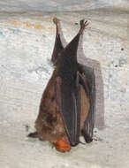 Image of Insular Horseshoe Bat