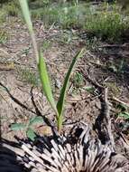 Image of Giant sun orchid