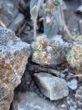 Image of Charleston phacelia