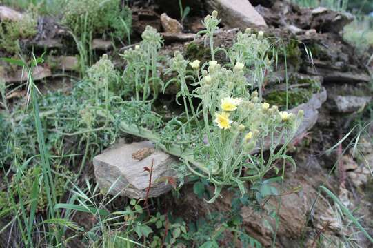 Image of Andryala integrifolia L.