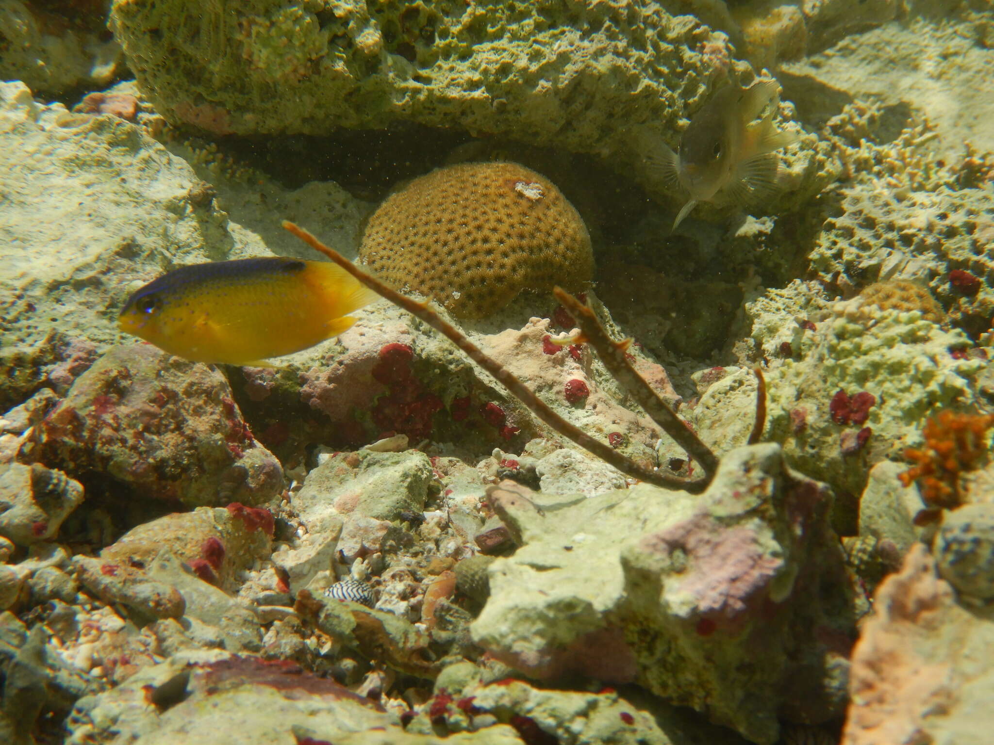 Image de Stegastes leucostictus (Müller & Troschel 1848)