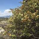 Image of <i>Mimosa texana</i> var. <i>filipes</i>