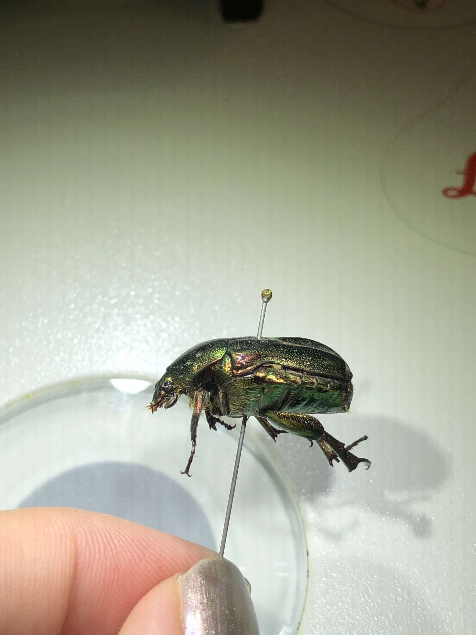 Image of emerald beetle